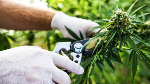 Laughlin’s Senate Bill 49 Amended to Include New Federal Hemp Standards